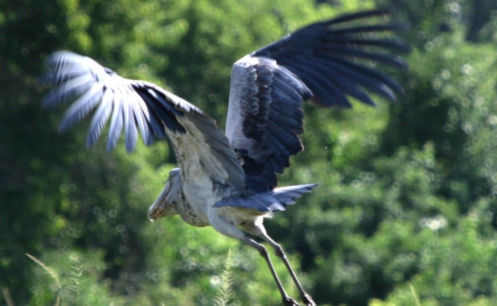 How to Plan a Uganda Safari Without Last-Minute Disappointments