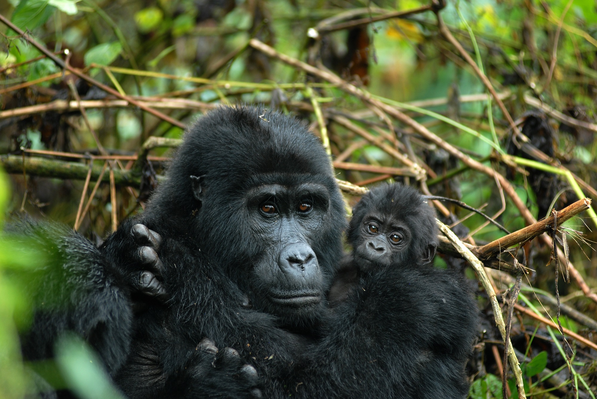 The Real Challenge of Planning a Uganda Safari: Finding the Right Place to Stay and Things to Do